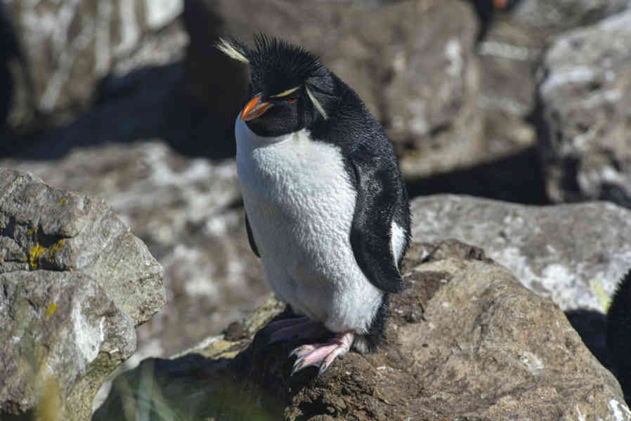 Pingüino Rockhopper - islas Falkland o Malvinas 02